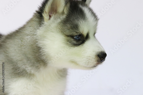 Siberian husky puppy