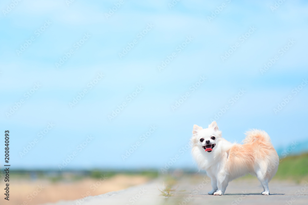 Fototapeta premium 青空とチワワ