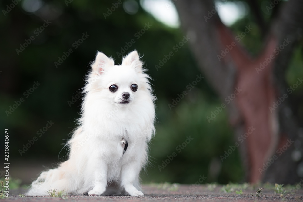 白いロングコートチワワ Stock Photo | Adobe Stock