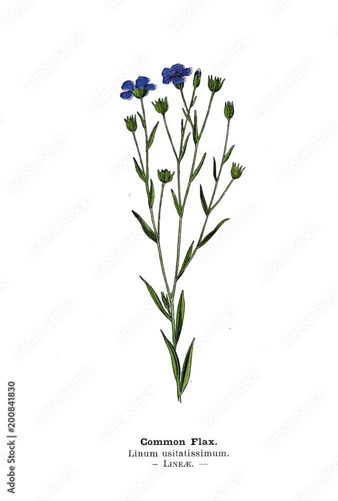 Botanical illustration. Botanical illustration.