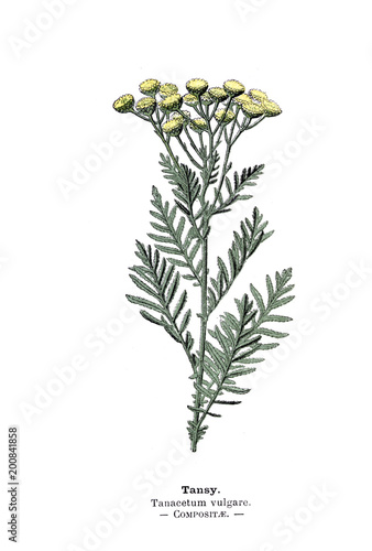 Botanical illustration. photo