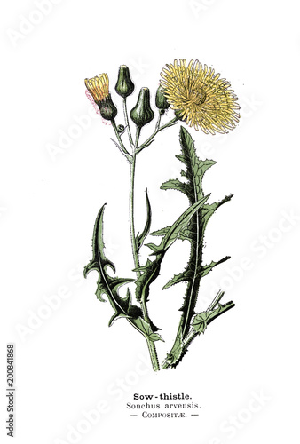Fototapeta Botanical illustration.