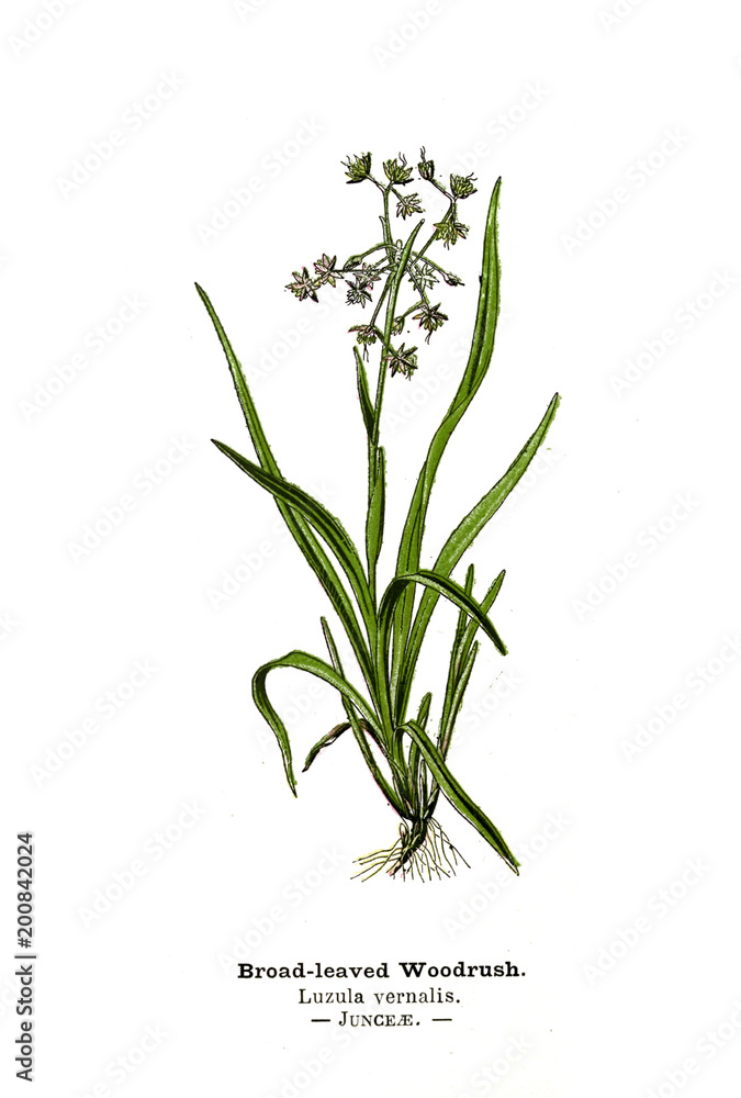 Botanical illustration. Botanical illustration.