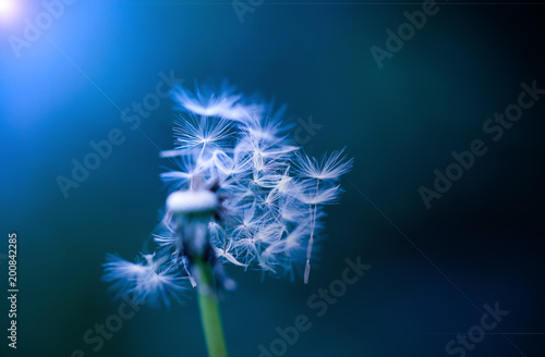 Fototapeta Naklejka Na Ścianę i Meble -  Art photo of dandelion close-up on blue background. Drops of morning dew on the dandelion seeds. Black and white photo. Monochrome photography.