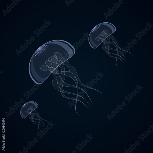 Vector illustration of jellyfish, aurelia aurite, also called common jellyfish, moon jellyfish, jelly moon or jelly saucer