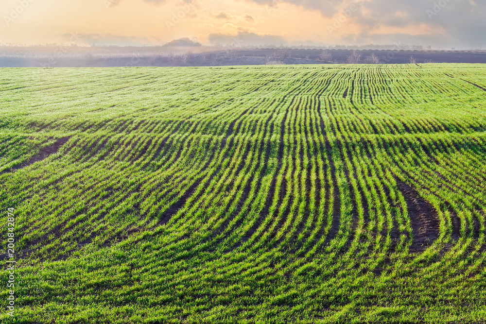 Field of winter wheat in the morning at early spring