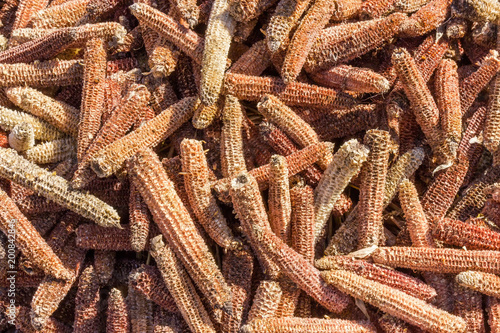 Εκτύπωση καμβά Pile of the empty corn cobs after kernels removing