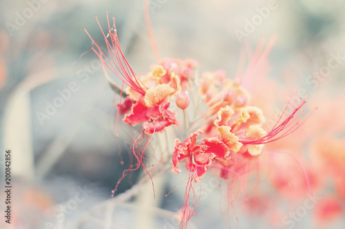 Horizontal background with caesalpinia flowers of brighr red color. Tropical and exotic flowers. Spring and summer season photo