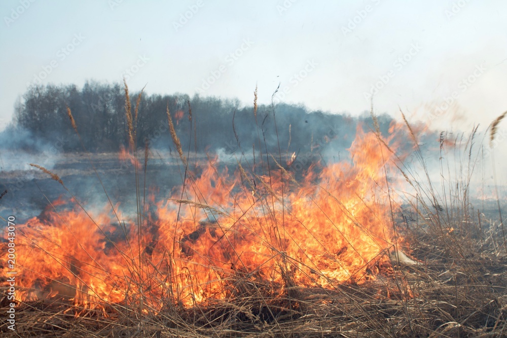 burning grass in the countryside in the spring burning grass in the countryside in the spring