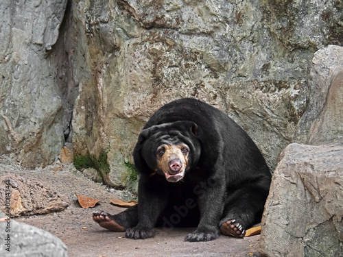 Closeup Cute Malayan Sun Bear Sit on The Ground