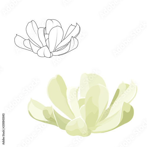 Echeveria runyonii rosette succulent stone rose
