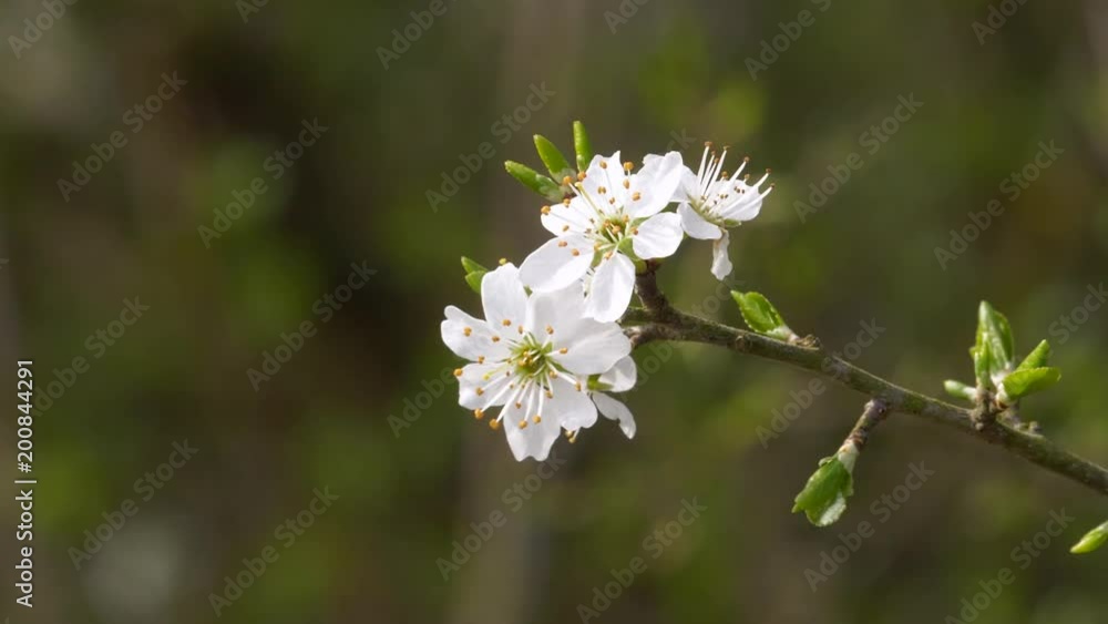 spring light white blossom branch being in flower spring light white blossom branch being in flower