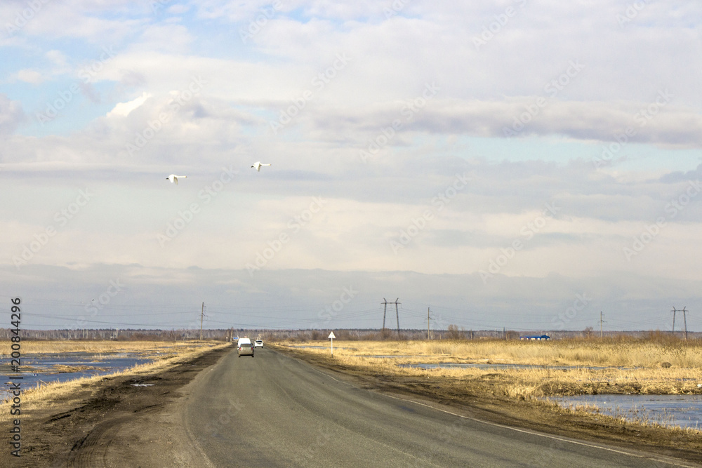 white swans fly over the winter landscape