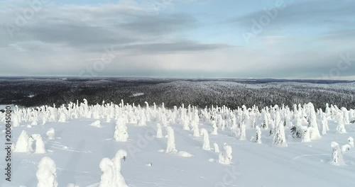 Snowy trees, Cinema 4k aerial sideway view above a forest of snow covered pine tree, in a winter wonderland above a fjeld mountain fell, in Riisitunturi national park, Lapland, Finland