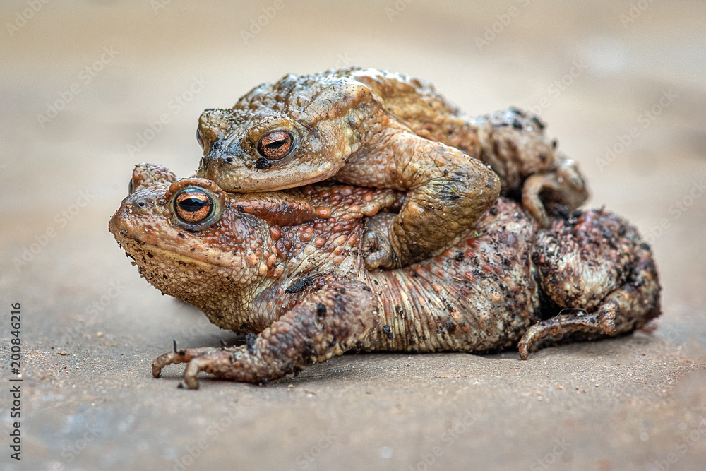 Fototapeta premium A close up study of a toad with her young sibling on her back
