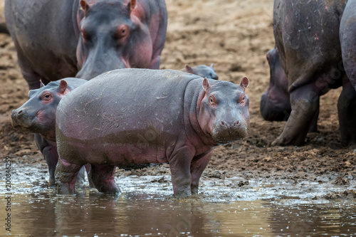 Tableau sur toile Hippo (Hippopotamus amphibius) in the river
