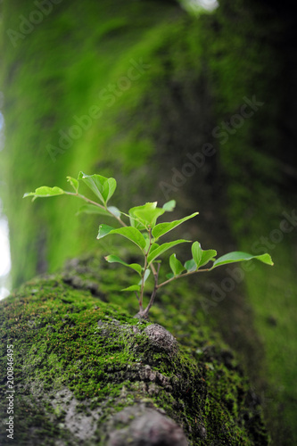 Cinnamomum camphora-1