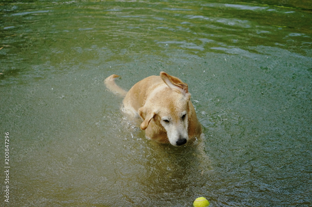 Yellow Labrador retriever swimming and playing tennis balls in the natural pond with beautiful water background. Water in the pond are bright green and so cold make the dog refreshing and joyful. Yellow Labrador retriever swimming and playing tennis balls in the natural pond with beautiful water background. Water in the pond are bright green and so cold make the dog refreshing and joyful.