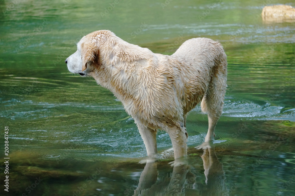 How Cold Is Too Cold For A Dog To Swim