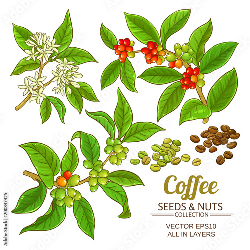 coffee vector set