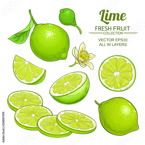 lime fruits vector set