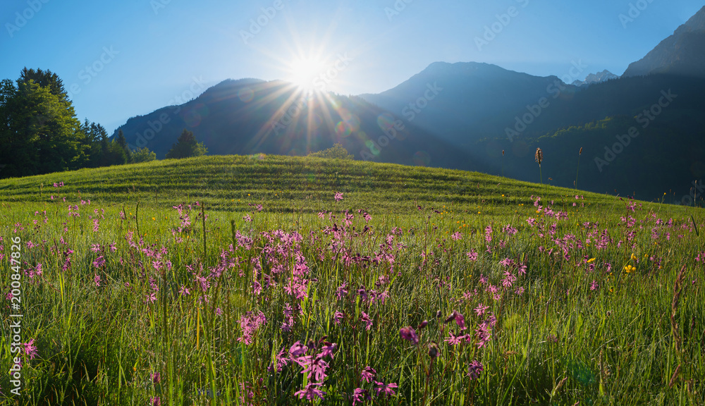Morgensonne in den Allgäuer Alpen, wunderschöne Lichtnelkenwiese