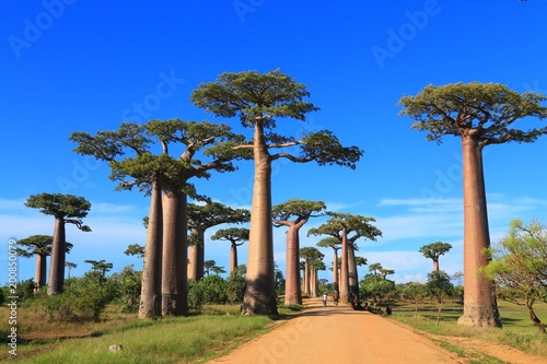 Fototapeta Autostrada Baobab