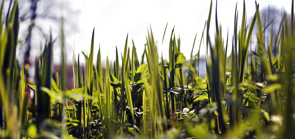 Obraz premium Landscape