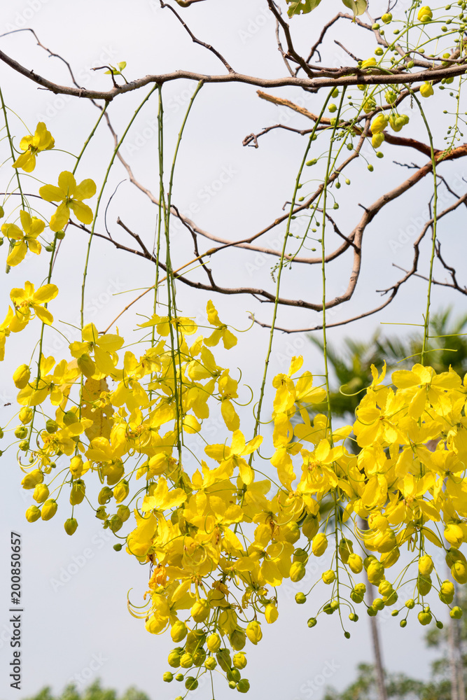 Golden shower flower tree, Cassia fistula in summer Golden shower flower tree, Cassia fistula in summer