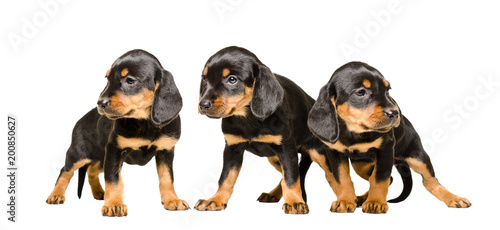 Three cute puppy Slovakian Hund, standing together, isolated on a white background