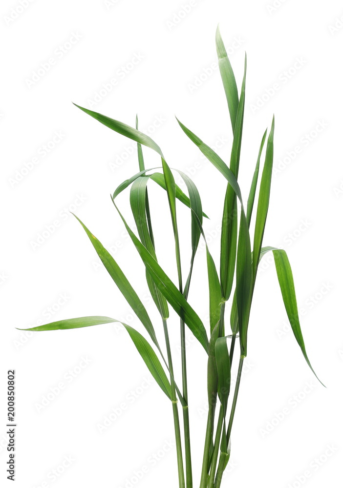 Fototapeta premium Green young wheat isolated on white background, with clipping path