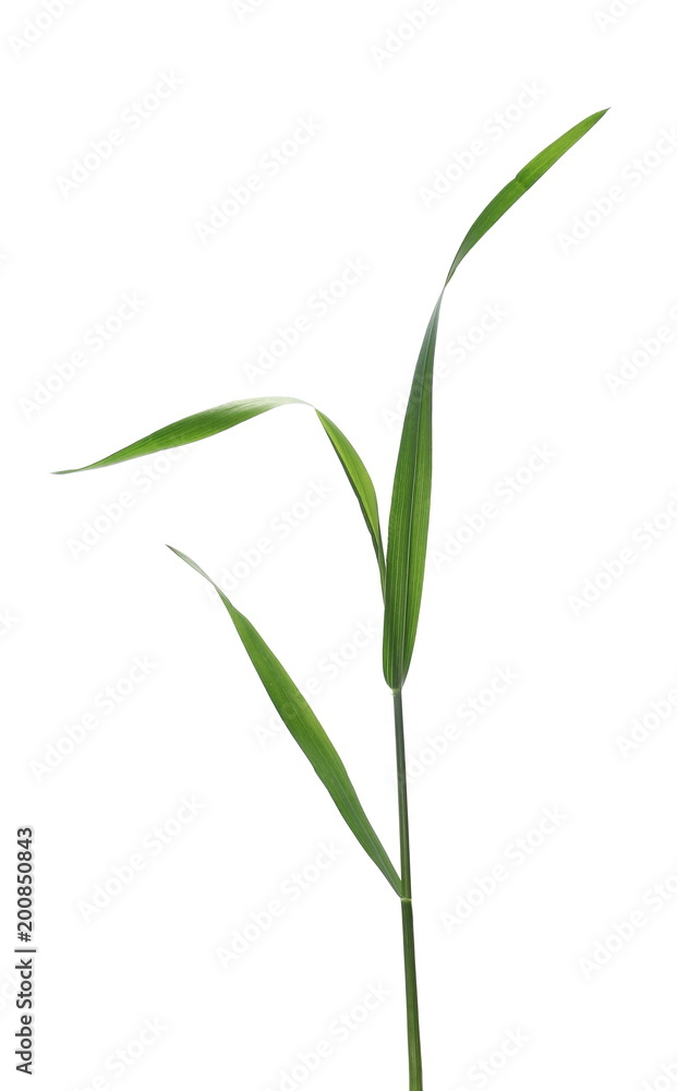 Green young wheat isolated on white background, with clipping path Green young wheat isolated on white background, with clipping path