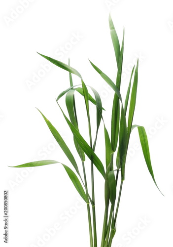 Green young wheat isolated on white background, with clipping path