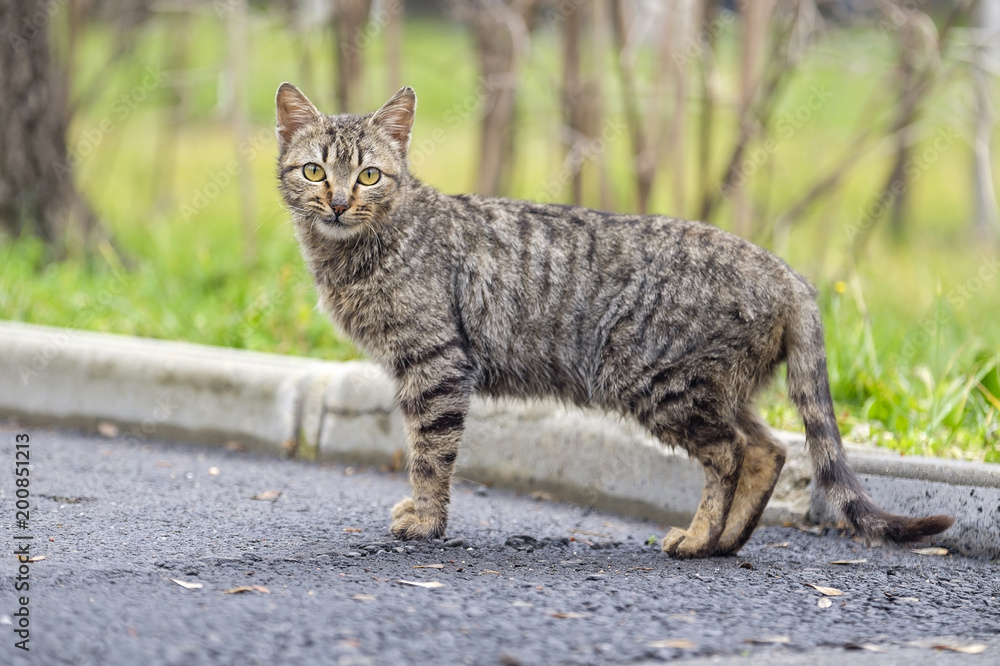 Homeless cat on the street Homeless cat on the street