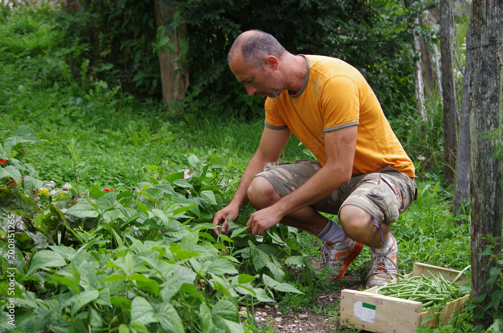 Fototapeta premium jardinage - récolte de haricots au potager