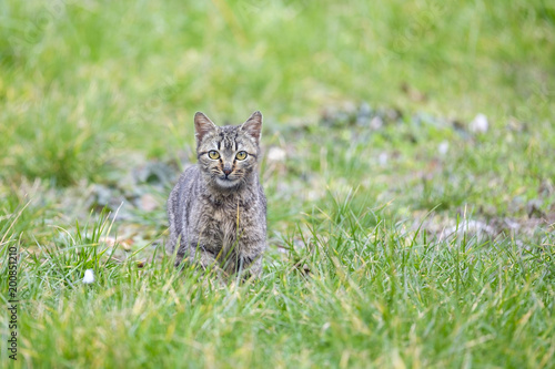 Young kitty on grass