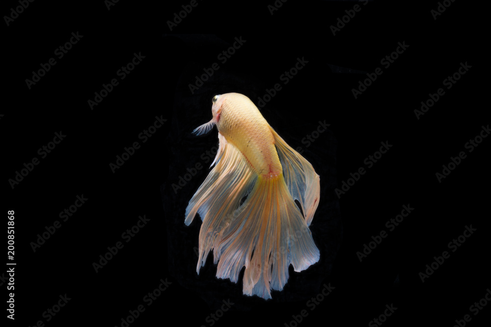 Obraz premium Beautifull freedom Betta fish, Half-moon better fish, betta splendens isolated swim on black background