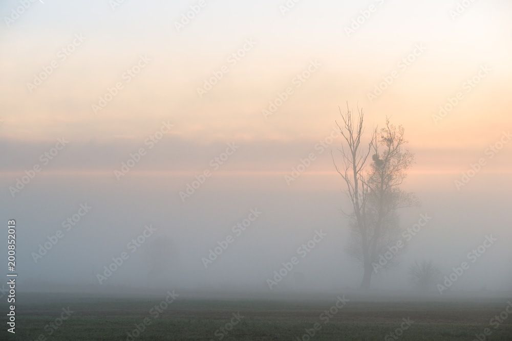 Naklejka premium Wiosenny świt. Drzewa we mgle