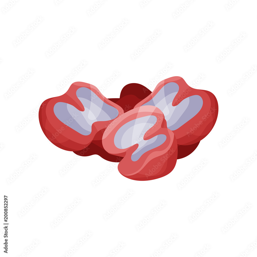 Chicken gizzard, internal organs of poultry vector Illustration on a white background Chicken gizzard, internal organs of poultry vector Illustration on a white background