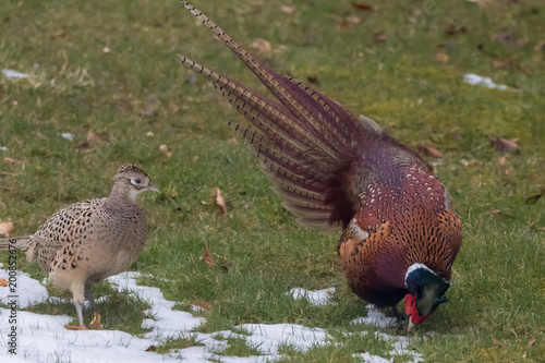 Canvas-taulu Cock pheasant (Phasianus colchicus) in a courting display with a hen