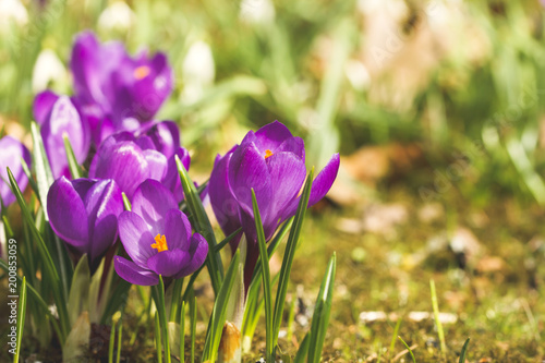 Beautiful spring  flowers  growing crocuses