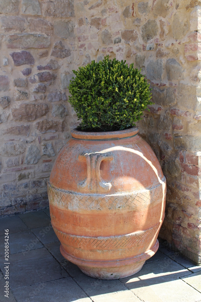 Obraz premium Vase - Amphore - Buchs