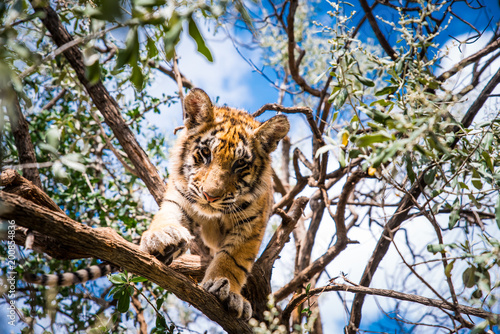 Fototapeta Naklejka Na Ścianę i Meble -  Young Tiger on the tree in Jungle