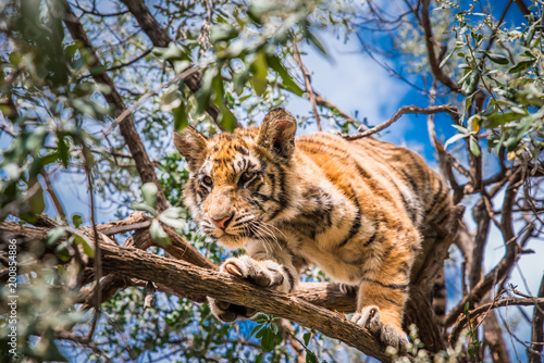 Fototapeta Naklejka Na Ścianę i Meble -  Tiger in Jungle, South Africa, Wild animal