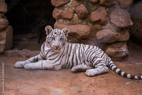 Fototapeta Naklejka Na Ścianę i Meble -  White Tiger - rare animal in ZOO