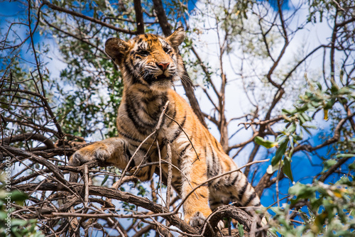 Fototapeta Naklejka Na Ścianę i Meble -  Young Tiger on the tree in Jungle