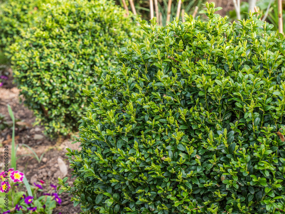 Buchsbaum, Buxus sempervirens Buchsbaum, Buxus sempervirens