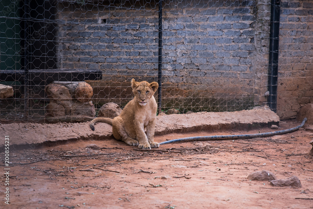 African Lion in ZOO - Animal freedom African Lion in ZOO - Animal freedom
