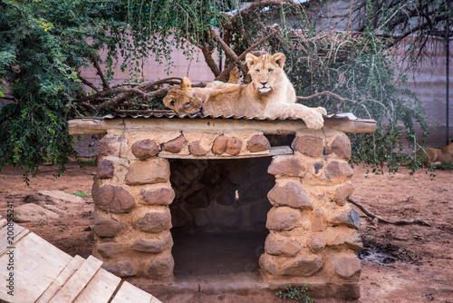 Fototapeta Naklejka Na Ścianę i Meble -  Lion resting on the ground in ZOO