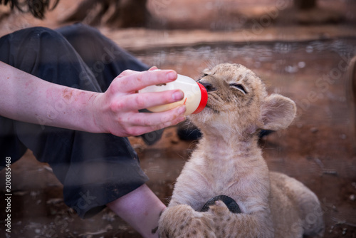 Fototapeta Naklejka Na Ścianę i Meble -  Young lion feeding from young woman